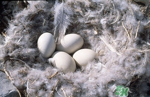 為什么有人吃毛雞蛋?不惡心嗎 為什么有人吃毛雞蛋?不惡心嗎