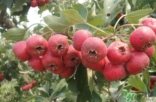 山楂不能和什么一起吃？山楂哪些人不能吃？