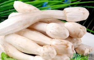 雞腿菇不能和什么一起吃？雞腿菇不能和什么同食？