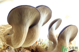 平菇不能和什么一起吃？平菇不能與什么同食？