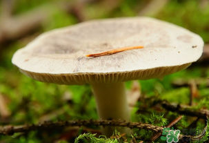 平菇不能和什么一起吃？平菇不能與什么同食？