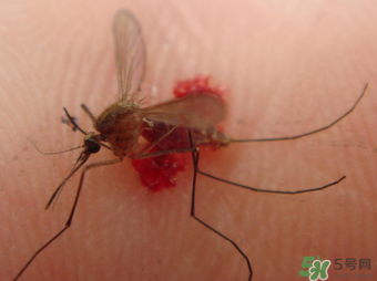 冬天有蚊子嗎？為什么冬天還有蚊子？