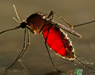 冬天有蚊子嗎？為什么冬天還有蚊子？