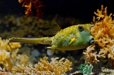 河豚皮能吃嗎?河豚皮有毒嗎 河豚皮能吃嗎?河豚皮有毒嗎