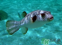 河豚皮能吃嗎?河豚皮有毒嗎 河豚皮能吃嗎?河豚皮有毒嗎