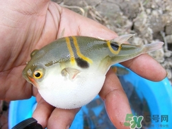 河豚皮能吃嗎?河豚皮有毒嗎 河豚皮能吃嗎?河豚皮有毒嗎