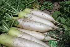 冬天御寒吃蘿卜有用嗎？御寒養(yǎng)生不妨多吃蘿卜