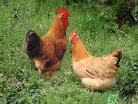 活雞能帶上火車嗎？坐火車上可以帶活雞嗎？