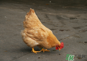 活雞能帶上火車嗎？坐火車上可以帶活雞嗎？