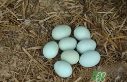 綠皮雞蛋是怎么回事？綠皮雞蛋的營養(yǎng)價值