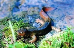 娃娃魚(yú)的營(yíng)養(yǎng)價(jià)值 娃娃魚(yú)的功效與作用