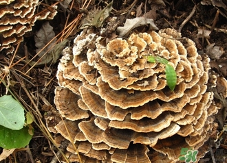 云芝和靈芝的區(qū)別 云芝的功效與作用 云芝和靈芝的區(qū)別 云芝的功效與作用