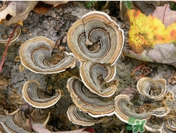 云芝和靈芝的區(qū)別 云芝的功效與作用 云芝和靈芝的區(qū)別 云芝的功效與作用