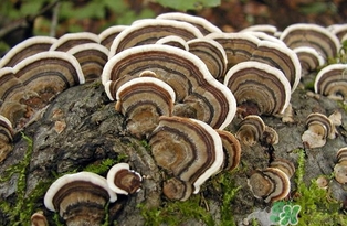 云芝和靈芝的區(qū)別 云芝的功效與作用 云芝和靈芝的區(qū)別 云芝的功效與作用