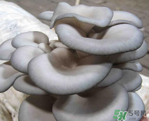 平菇可以放冰箱嗎？平菇在冰箱可以放幾天？