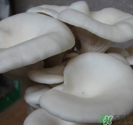 平菇可以放冰箱嗎？平菇在冰箱可以放幾天？