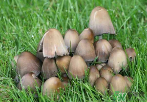 草菇不能和什么一起吃？草菇和什么相克？