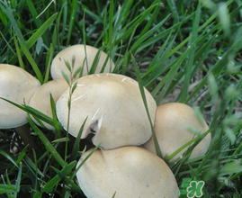 草菇不能和什么一起吃？草菇和什么相克？