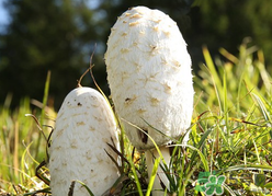 蘑菇可以放冰箱嗎？蘑菇放冰箱長毛了能吃嘛？