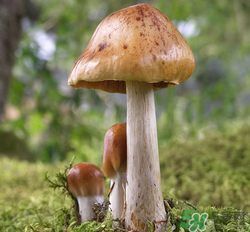 蘑菇可以放冰箱嗎？蘑菇放冰箱長毛了能吃嘛？