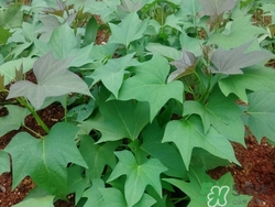 紅薯苗怎么吃好?紅薯苗的營養(yǎng)價值 紅薯苗怎么吃好?紅薯苗的營養(yǎng)價值