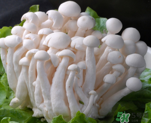 白玉菇孕婦能吃嗎？孕婦可以吃白玉菇嗎？