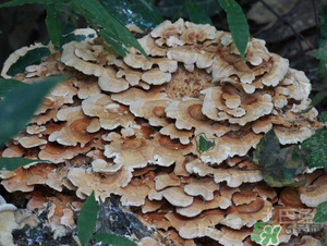 云芝和靈芝的區(qū)別 云芝的功效與作用 云芝和靈芝的區(qū)別 云芝的功效與作用