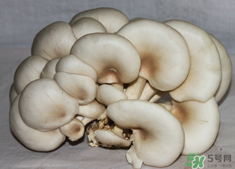 平菇怎么保存？平菇能放幾天？