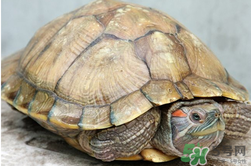 烏龜肉能吃嗎？烏龜肉怎么做好吃？