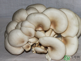 吃平菇有什么好處？平菇怎么做好吃？