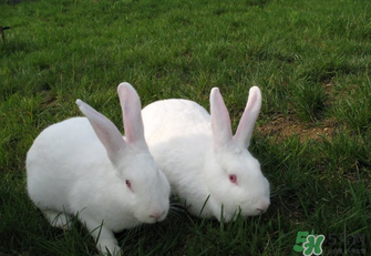 兔肉孕婦可以吃嗎？吃兔肉會(huì)長兔唇嗎？