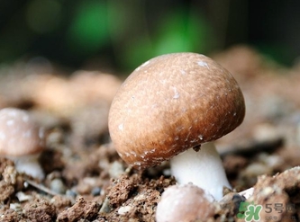 巴西蘑菇怎么吃？巴西蘑菇的作用與功效