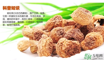 巴西蘑菇怎么吃？巴西蘑菇的作用與功效