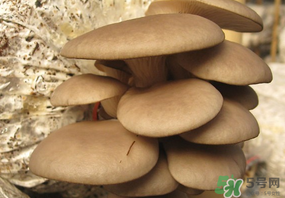 吃平菇會(huì)中毒嗎？平菇吃了會(huì)中毒嗎？