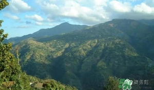 綠山咖啡和藍(lán)山咖啡有什么區(qū)別？