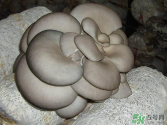 平菇是什么樣子？平菇是怎么長出來的？