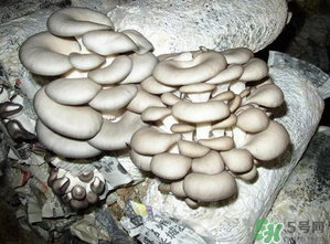 平菇是什么樣子？平菇是怎么長出來的？