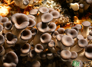 平菇是什么樣子？平菇是怎么長出來的？