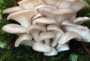 坐月子能吃平菇嗎？坐月子能不能吃平菇？