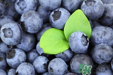 野生藍(lán)莓和養(yǎng)殖藍(lán)莓的區(qū)別是什么?哪些人不能吃野生藍(lán)莓 野生藍(lán)莓和養(yǎng)殖藍(lán)莓的區(qū)別是什么?哪些人不能吃野生藍(lán)莓