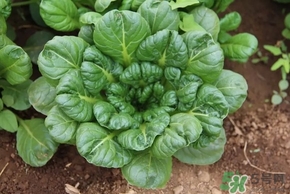 烏塌菜的營(yíng)養(yǎng)價(jià)值 烏塌菜的功效與作用 烏塌菜的營(yíng)養(yǎng)價(jià)值 烏塌菜的功效與作用