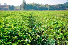 鐵觀音可以和菊花一起泡茶嗎?一起泡好嗎 鐵觀音可以和菊花一起泡茶嗎?一起泡好嗎