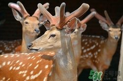 鹿茸可以泡水喝嗎?鹿茸泡水喝有什么功效 鹿茸可以泡水喝嗎?鹿茸泡水喝有什么功效
