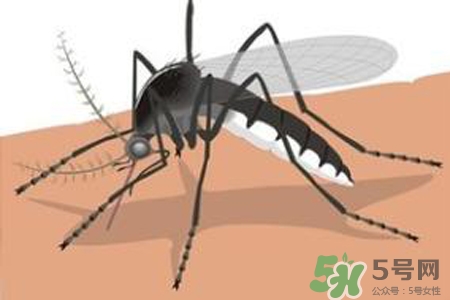 冬天為什么會(huì)有蚊子？冬天家里有蚊子怎么辦？