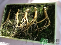 鹿茸可以和人參一起燉嗎?一起燉好嗎 鹿茸可以和人參一起燉嗎?一起燉好嗎