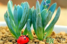 冬天陽臺種什么植物好？冬天種什么植物好養(yǎng)活？