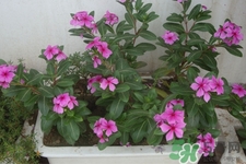 冬天陽臺種什么植物好？冬天種什么植物好養(yǎng)活？