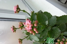 冬天陽臺種什么植物好？冬天種什么植物好養(yǎng)活？