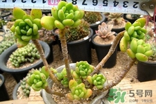 冬天種什么花好？冬天種什么花好養(yǎng)活？