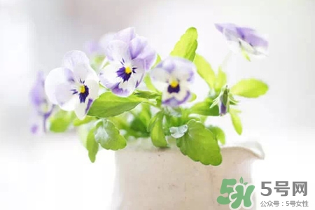 冬天種什么花好？冬天種什么花好養(yǎng)活？